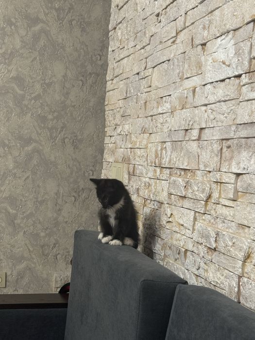 Котенок 1,5 мес в добрые руки