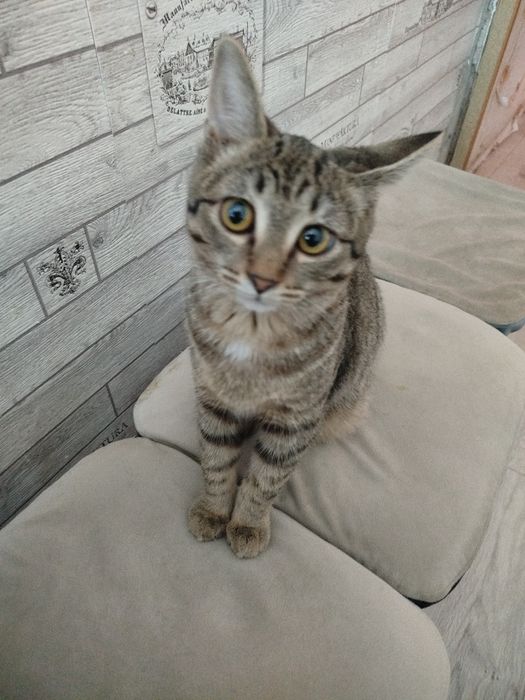 Девочка 3,5 месяца .срочно!