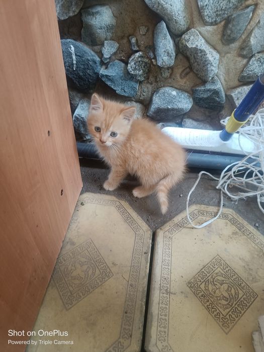 Котята бесплатно
