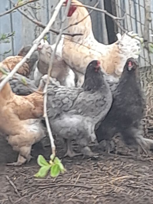 Ouă pentru incubator