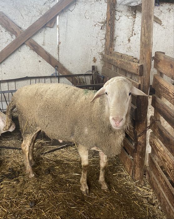 Продавам пръч и коч