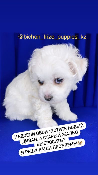 Бишончики щенки.