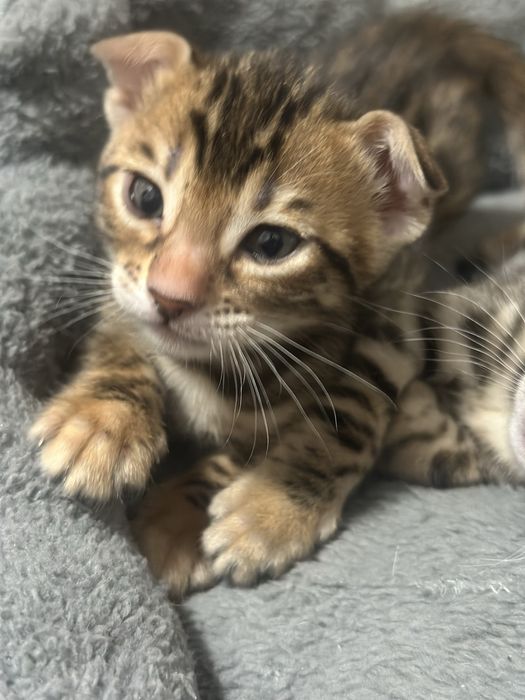 Бенгальские котята