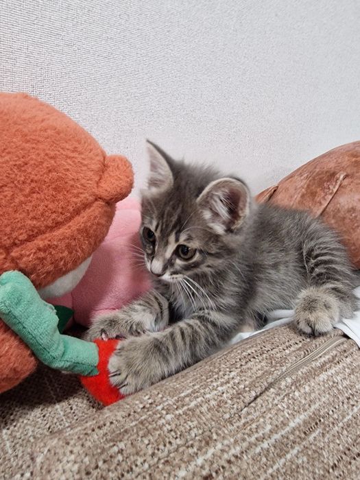 Отдадим даром котенка