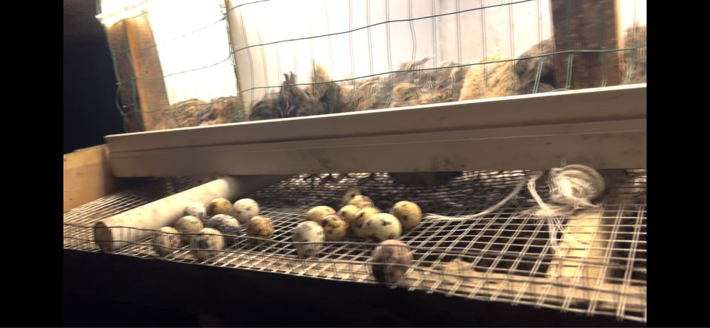 Япон манжур. Сер тухум бедана сотилади