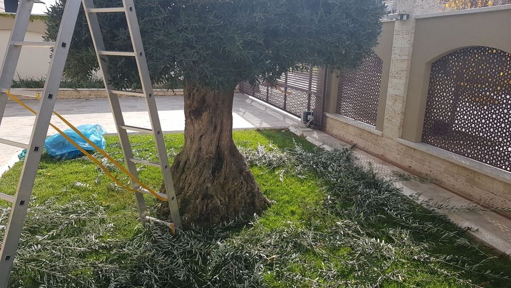 taieri de rodire si formare a pomilor fructiferi