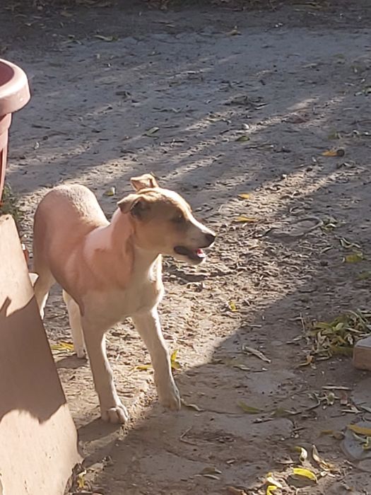 Ищем дом для малышки