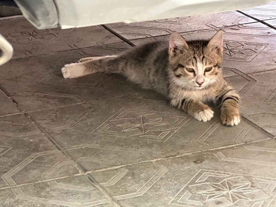 Отдам котят в добрые руки