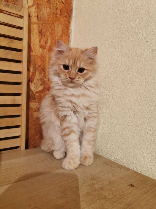 Vand pisicuta portocalie persana / Garfield