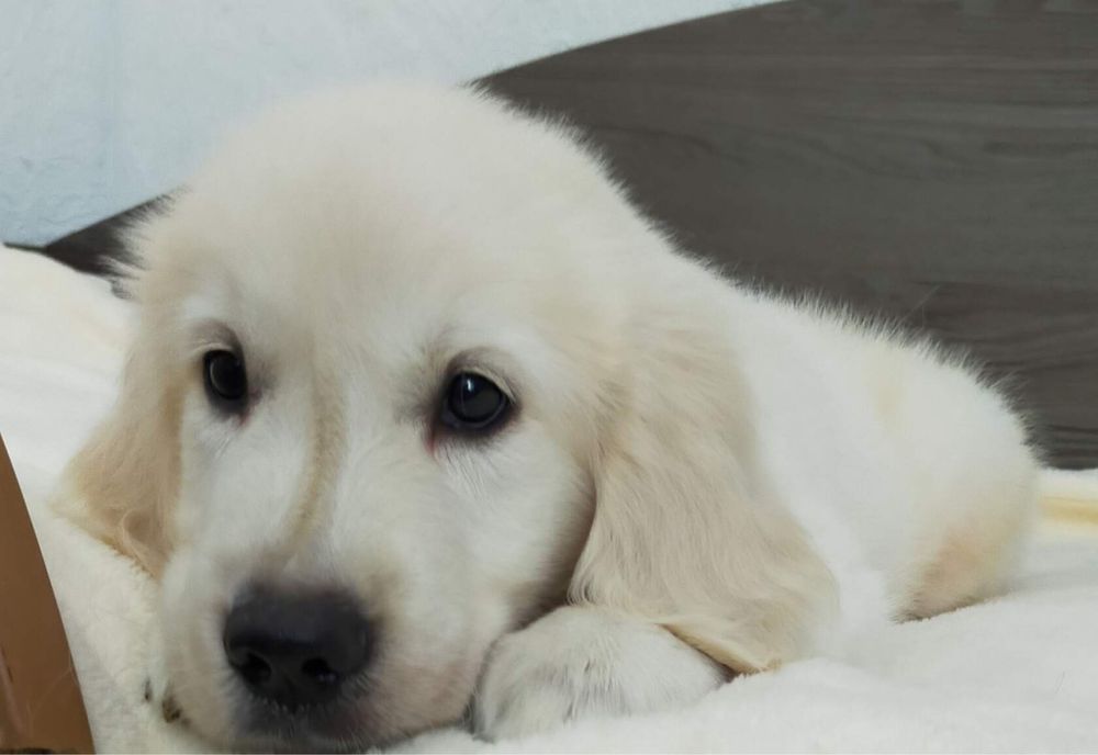 Золотистый ретривер