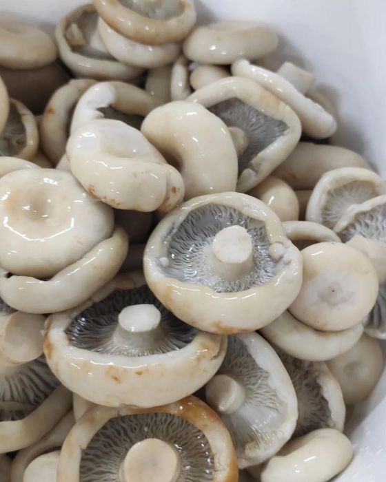 грузди Баравое  маслята,лисички