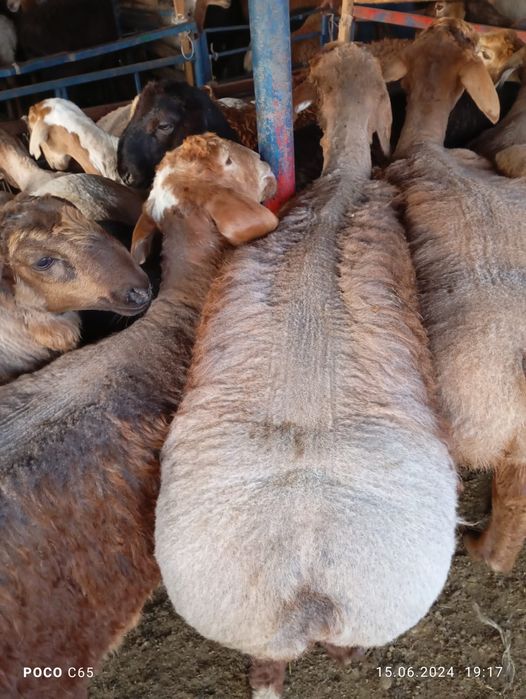 Продам Баран очень низкие цены