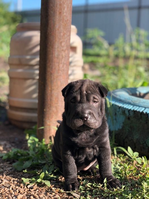 Продам щенков Щарпея