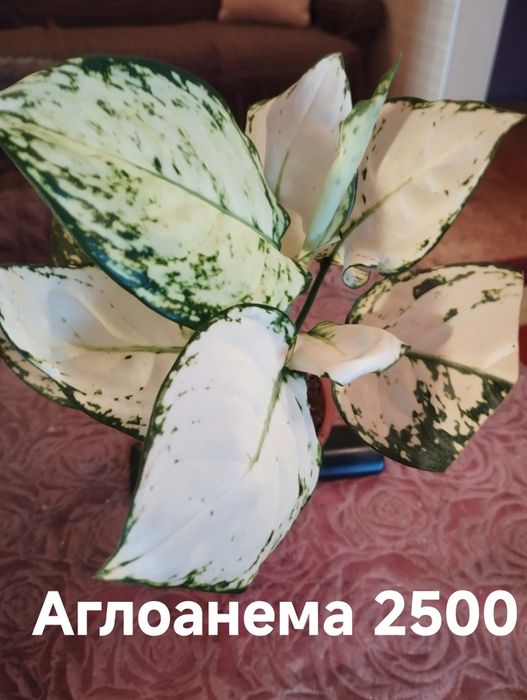 Продам Комнатные растения