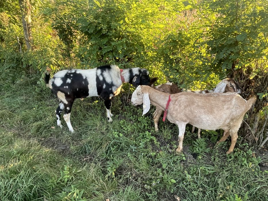 Vand Tap Anglonubian si Capre