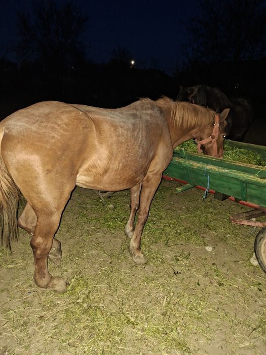 Vând iapa bună de ham