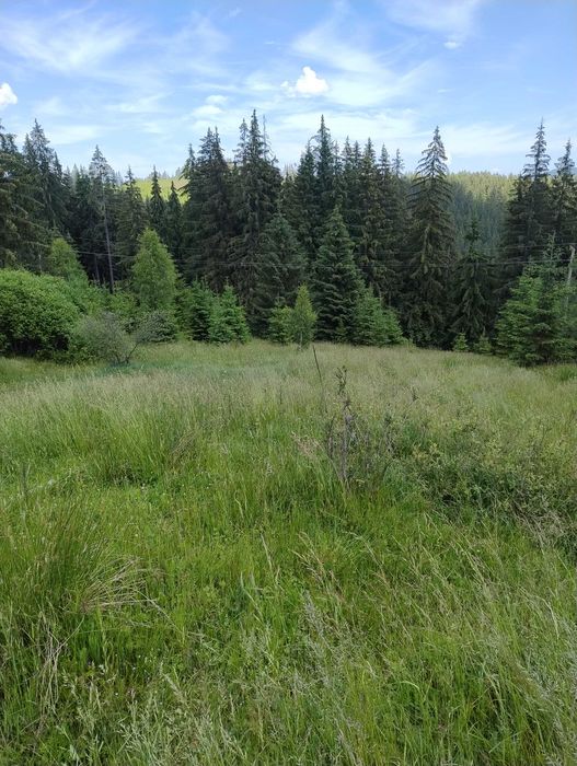 Vând teren intravilan Bucovina Pojorata 15 e/mp