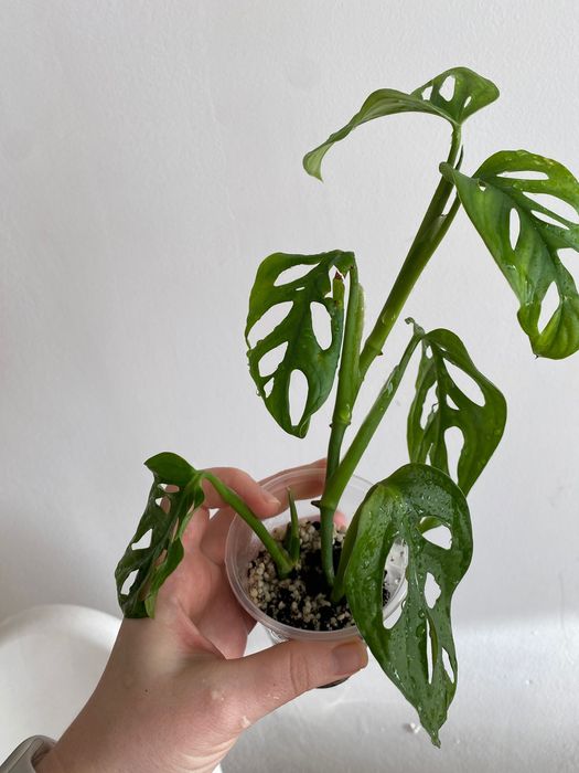 Монстера Манки Маск