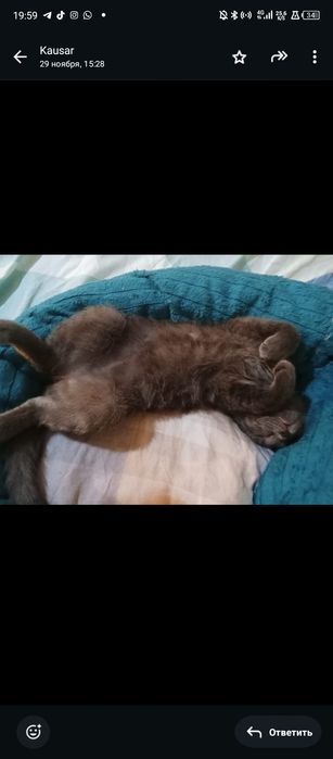 Russian blue 4мес