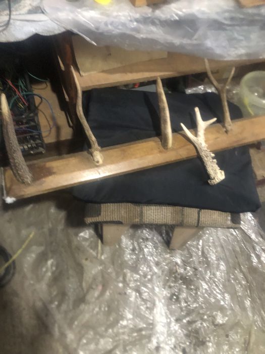 And 4 coarne de caprior 20 cm lungime