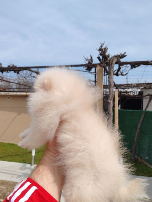 Померан мъжко на три месеца