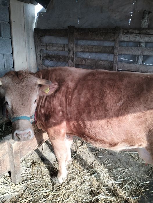 Vând  junca de 2 ani cu tot cu vitica