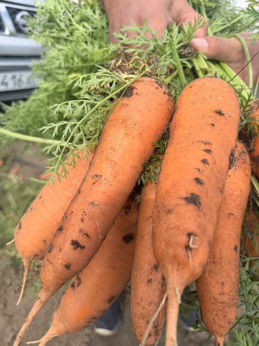 Продам морковь сорт Каспи Абака каскад