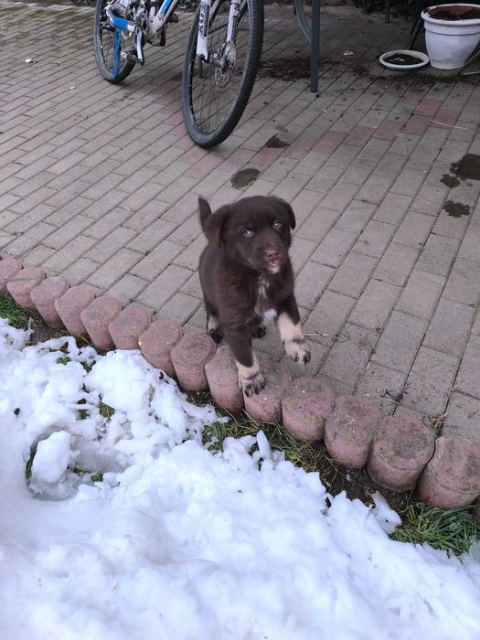 Donez un câine de talie medie.