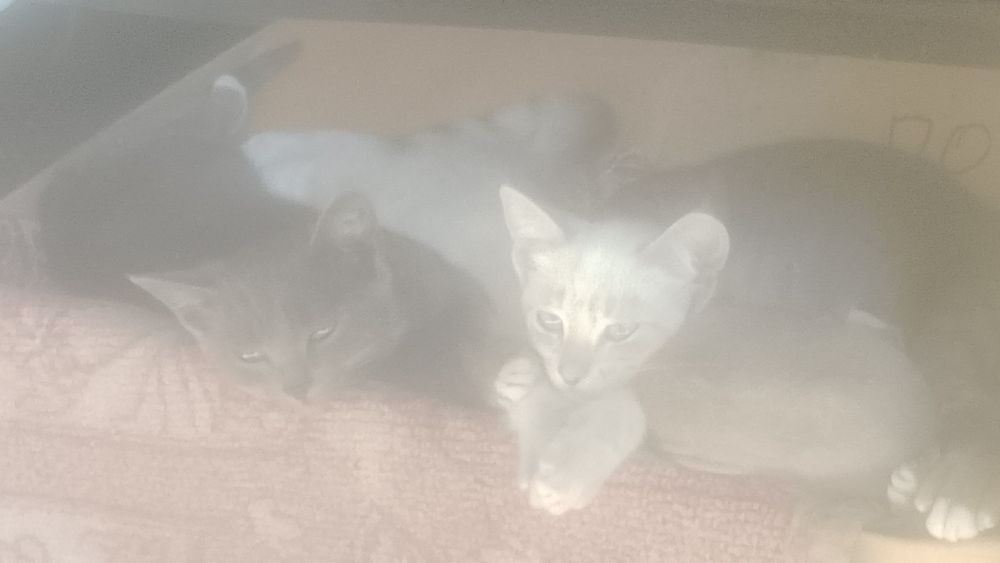 Отдам котят бесплатно