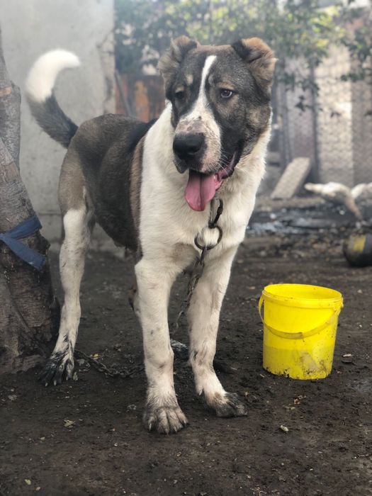 Тобет Алабай кушик