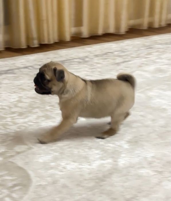 Мопс девочка щенок