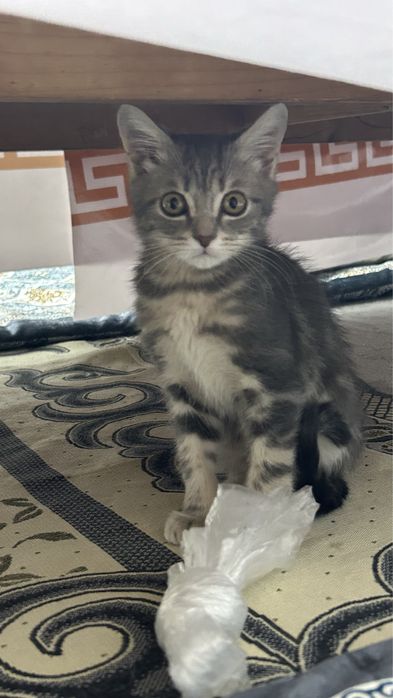 Продам котенка.Шотландская скоттиш страйт,родился в ноябре