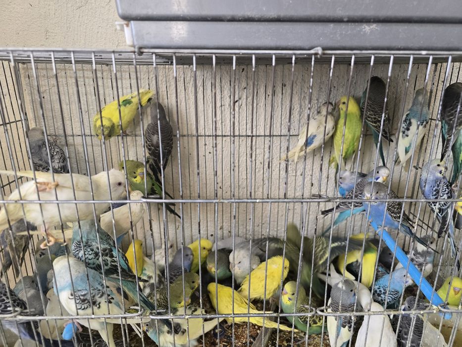 Волнисти папугаи