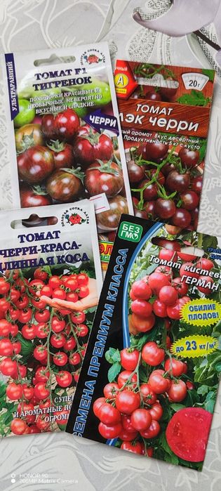 Рассада перца, баклажан