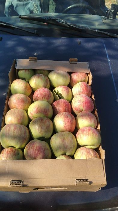Продам местные вкусные яблоки разных сортов