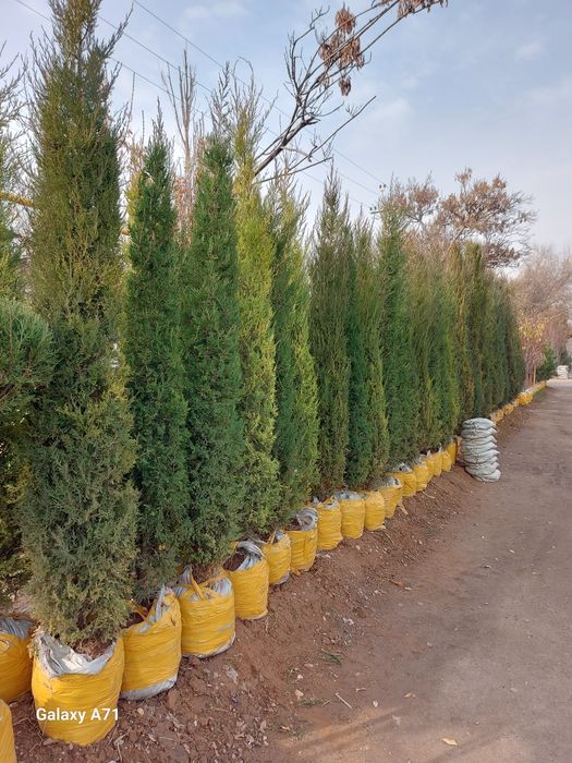 archa bor xarxil turdagi archalar bor