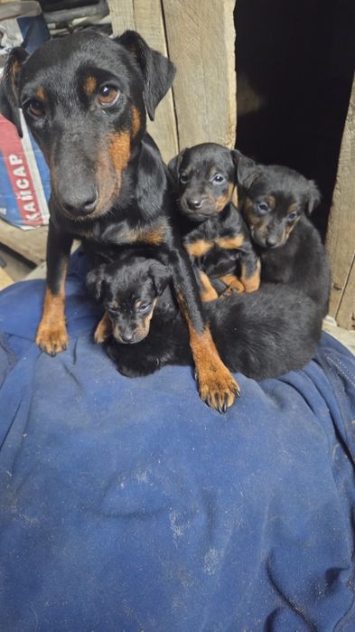 щенки ягдтерьера