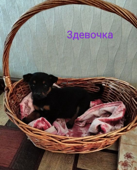 Щенки девочки бесплатно