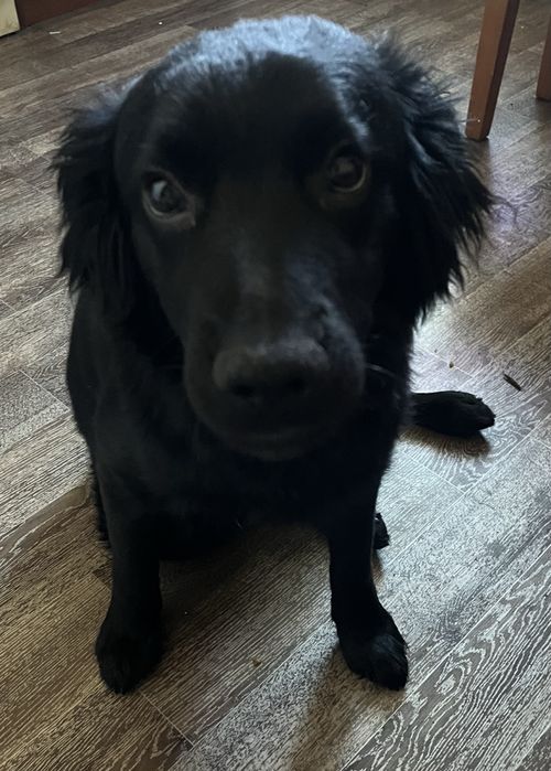 Собаку в добрые руки