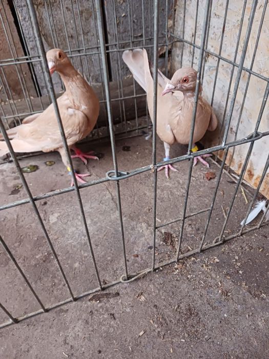 Porumbei uriasi maghiari