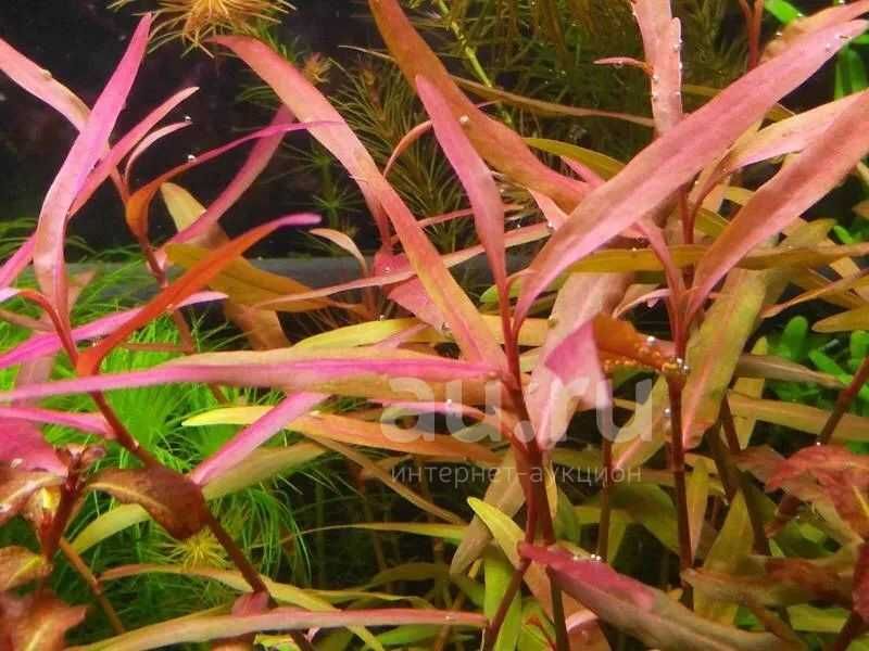 Аквариумные красные растения.