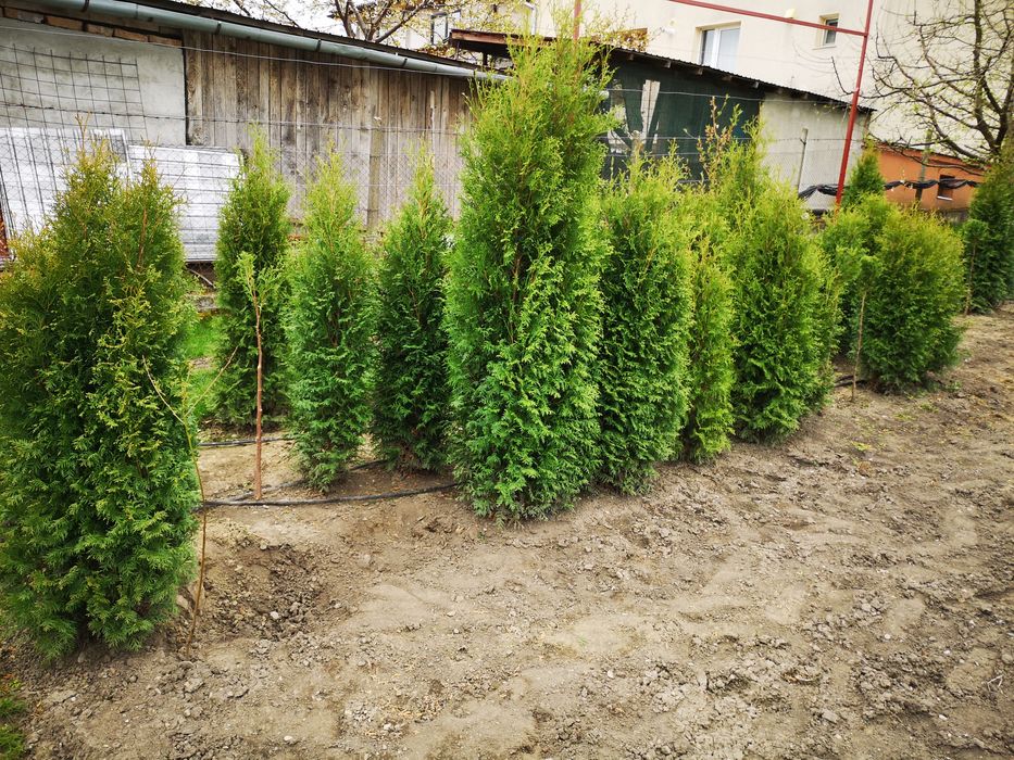 Vand tuia/tuja aclimatizati