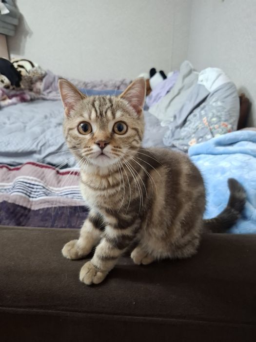 Продаётся котёнок