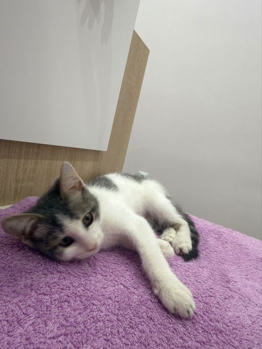 Котёнок в добрые руки