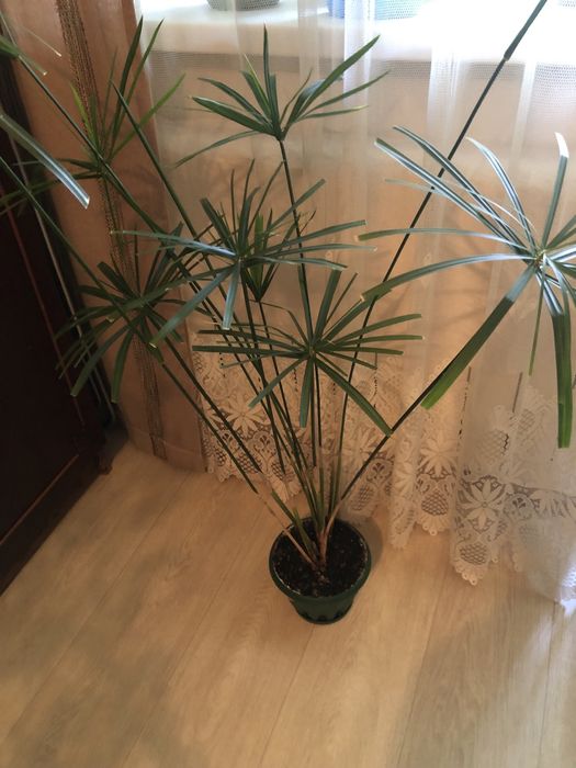 Продам комнатный цветок