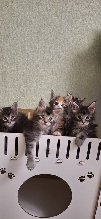 Котята   мейн-кун