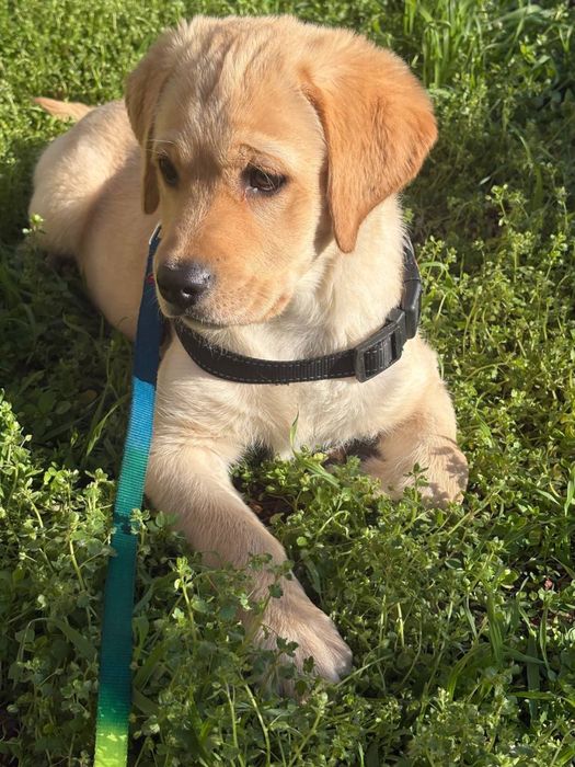 собака лабоадора