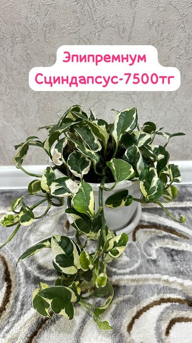 Эпипремнум, Сциндапсус,Филодендрон