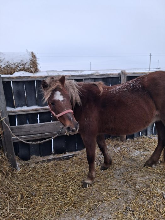 Лошади породистые