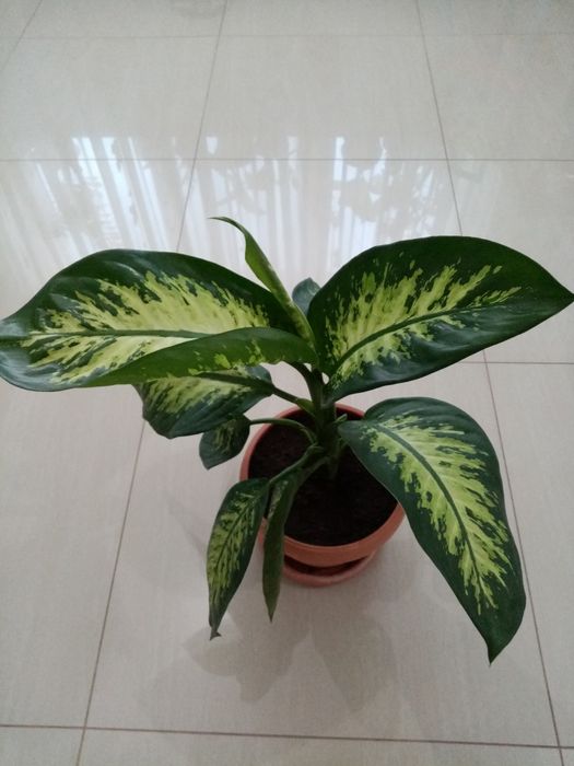 Vând flori dieffenbachia superbe